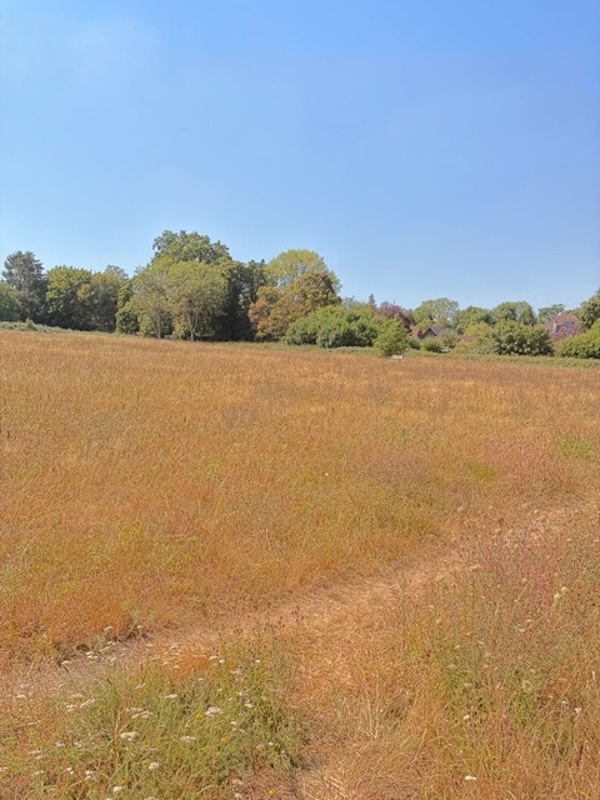 Wellington Meadow Summer 2026 001